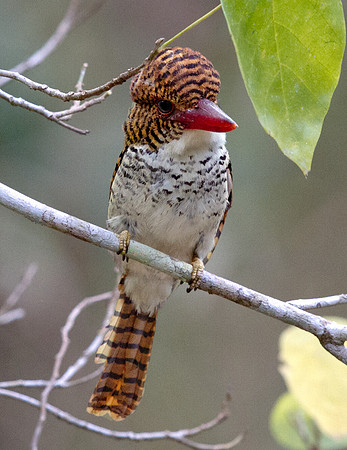 Banded Kingfisher (Lacedo pulchella) Female