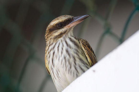Streaked Flycatcher (Myiodynastes maculatus)