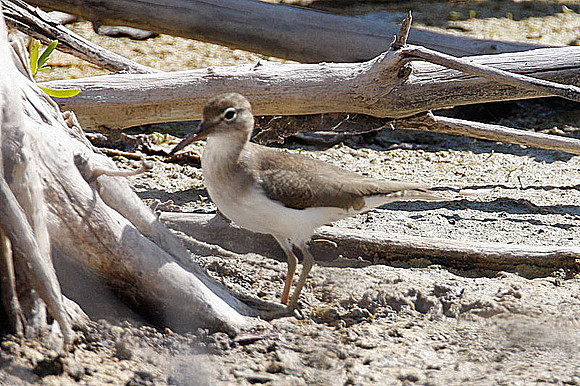 Spotted Sandpiper (Actitis macularius)