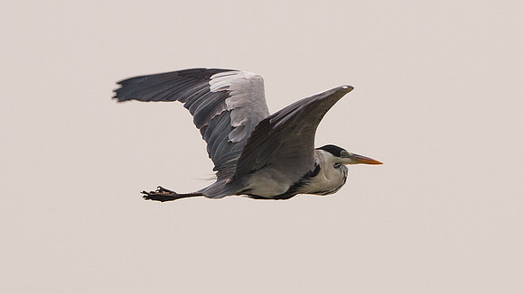 Cocoi Heron (Ardea cocoi)