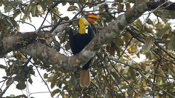 Wrinkled Hornbill (Aceros corrugatus)