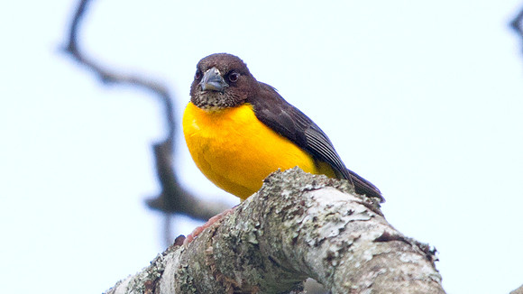 Dark-backed Weaver (Ploceus bicolor) Female