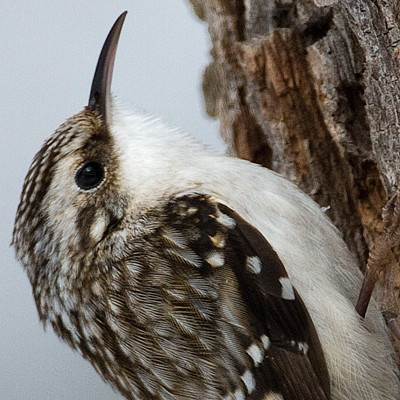 Brown Creeper (Certhia americana) also known as American Tree Creeper