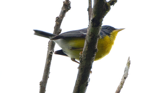 Tropical Parula (Parula pitiayumi)