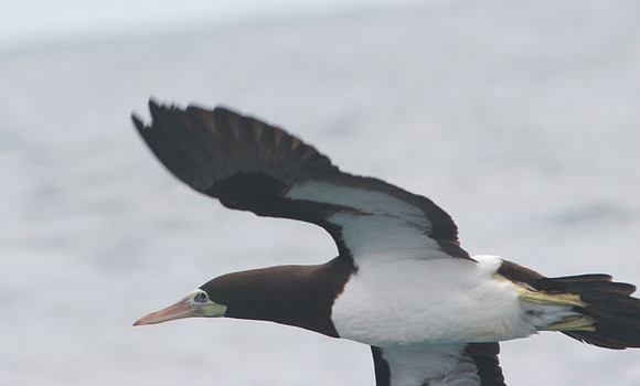 Brown Booby (Sula leucogaster)