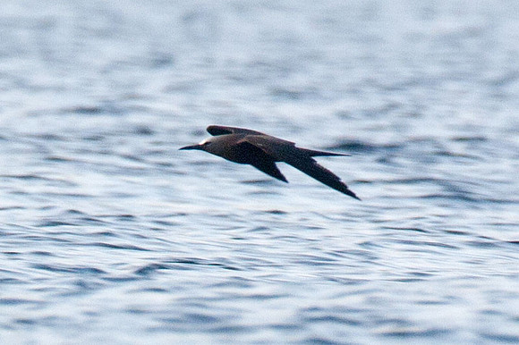 Brown Noddy (Anous stolidus) also known as Common Noddy