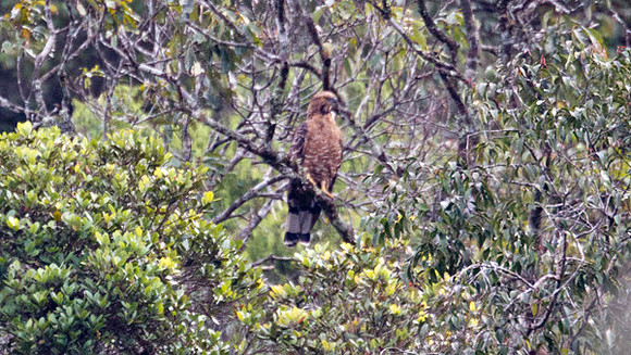 Oriental Honey-buzzard (Pernis ptilorhyncus philippensis)