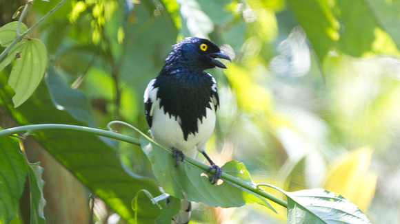 Magpie Tanager (Cissopis leveriana)