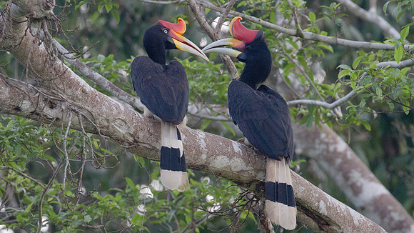 Rhinoceros Hornbill (Buceros rhinoceros) male, female