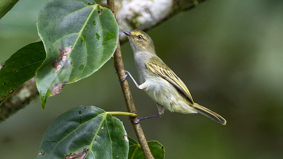 Golden-faced Tyrannulet, Choco (Zimmerius chrysops)