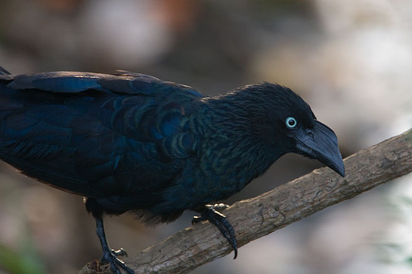 Greater Ani (Crotophaga major)