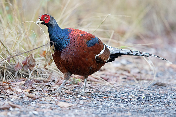 Mrs. Hume's pheasant (Syrmaticus humiae) Male