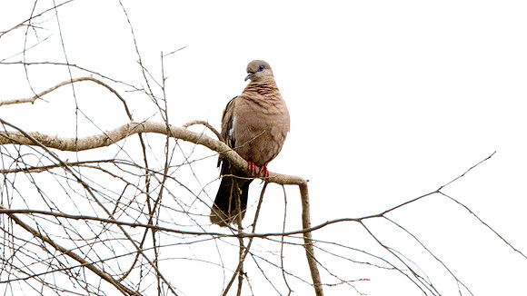 West Peruvian Dove (Zenaida meloda)