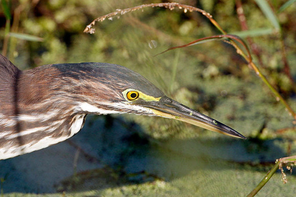 Green Heron (Butorides virescens)