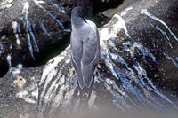 Swallow-tailed Gull (Creagrus furcatus)