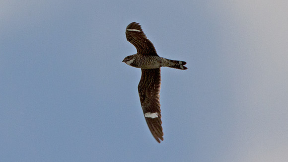 Antillean Nighthawk (Chordeiles gundlachii)