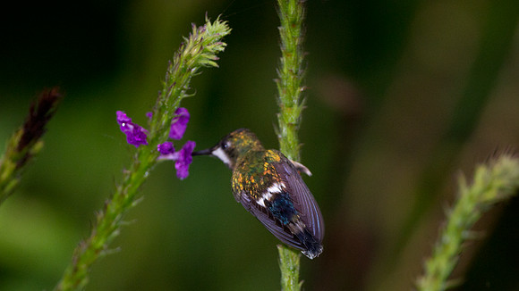 Wire-crested Thorntail (Discosura popelairii)