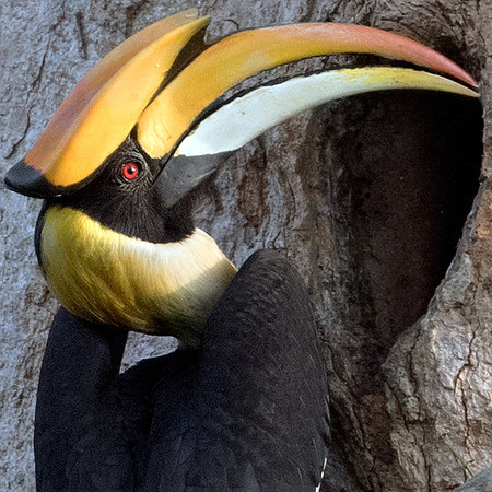 Great hornbill (Buceros bicornis) Male