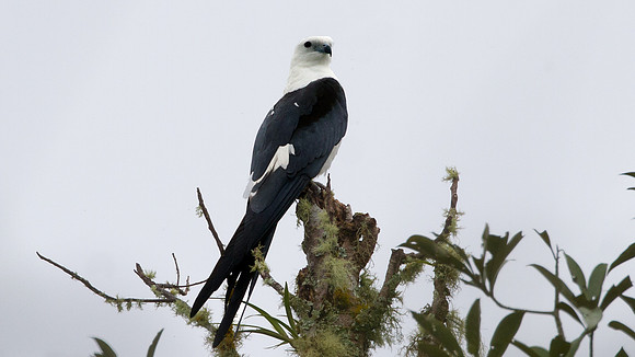 Swallow-tailed Kite (Elanoides forficatus)