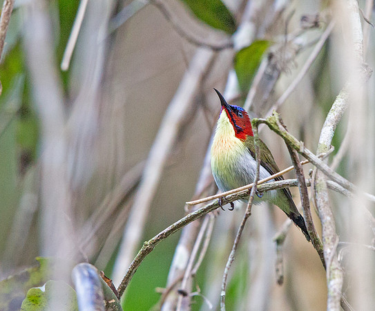 Lovely sunbird (Aethopyga shelleyi) Male