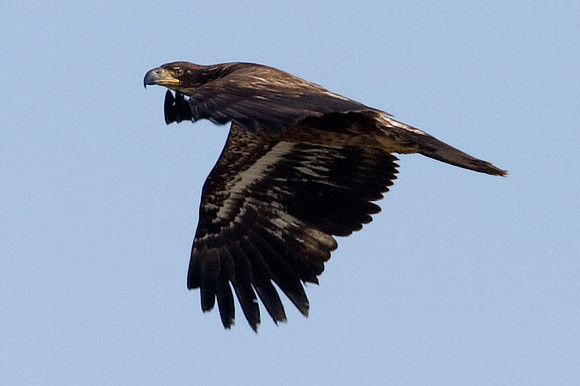 Bald Eagle (Haliaeetus leucocephalus) immature