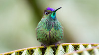 Violet-fronted Brilliant (Heliodoxa leadbeateri)