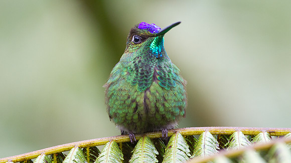 Violet-fronted Brilliant (Heliodoxa leadbeateri)