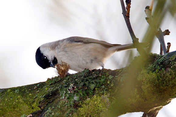 Marsh Tit (Poecile palustris)