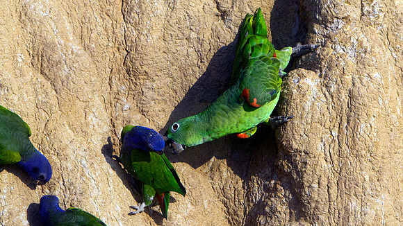 left: Blue-headed Parrot (Pionus menstruus) right: Mealy Parro (Amazona farinosa)