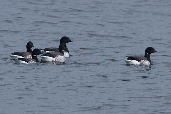 Pale-bellied Brant Goose (Branta bernicla hrota) also known as Light-bellied Brant Goose, Atlantic Brant