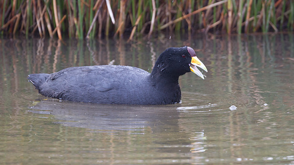 Andean Coot (Fulica ardesiaca)