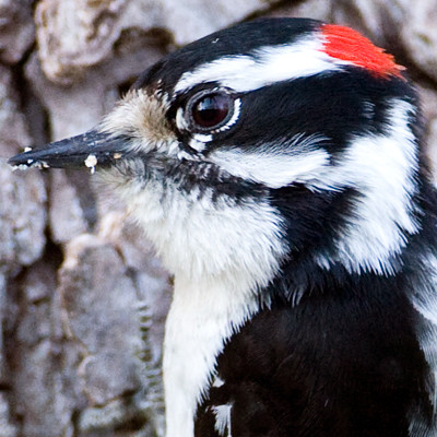 Downy Woodpecker (Picoides pubescens) male