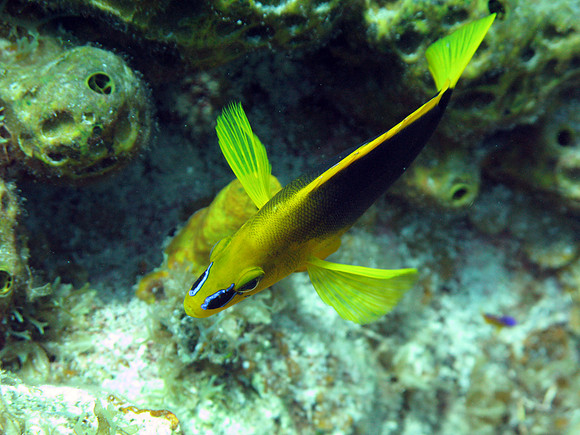 Shy Hamlet (Hypoplectrus guttavarius)