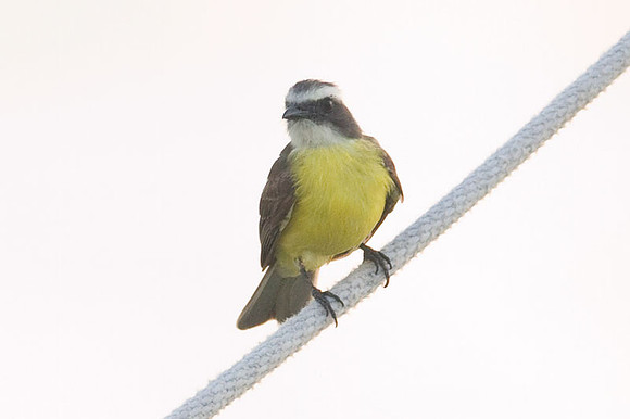 Social Flycatcher (Myiozetetes similis)