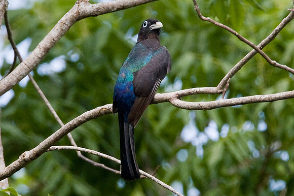 Black-headed Trogon (Trogon melanocephalus)