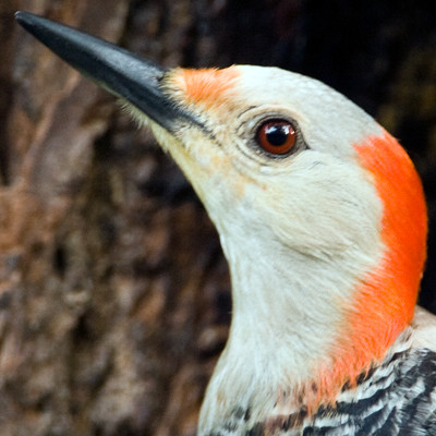 Red-bellied Woodpecker (Melanerpes carolinus) Female
