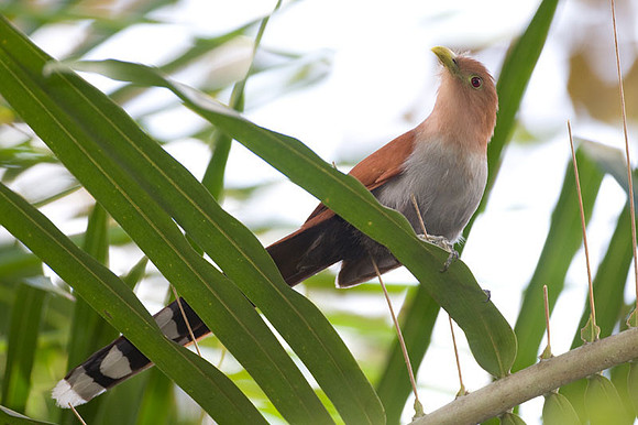 Squirrel Cuckoo (Piaya cayana)