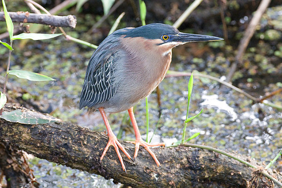Green Heron (Butorides virescens)