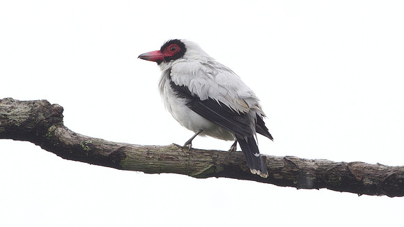 Masked Tityra (Tityra semifasciata)