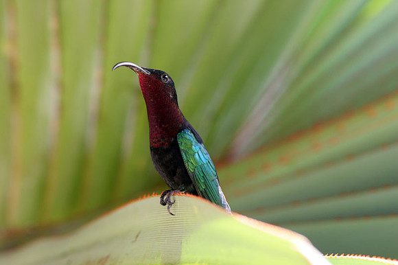 Purple-throated Carib (Eulampis jugularis)