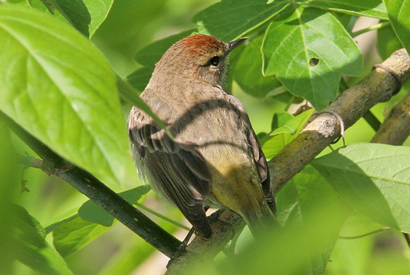 Palm Warbler (Dendroica palmarum)