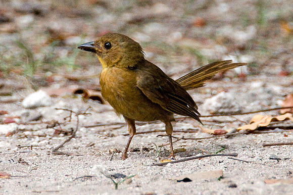 Red-throated Ant-tanager (Habia fuscicauda) female