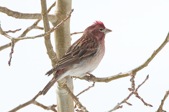 Cassin's Finch (Carpodacus cassinii)