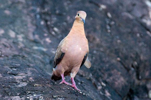 Zenaida Dove (Zenaida aurita)