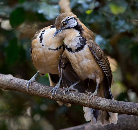 Greater necklaced laughingthrush (Garrulax pectoralis)