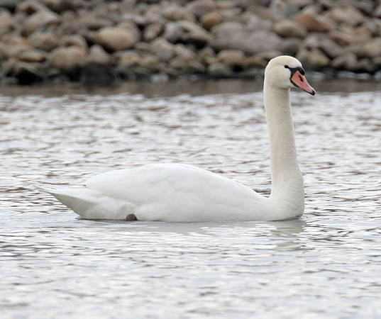 Mute Swan (Cygnus olor)