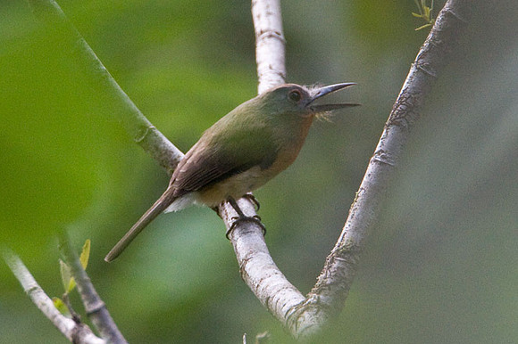 Grey-cheeked Nunlet (Nonnula frontalis)