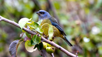 Blue-and-yellow Tanager (Thraupis bonariensis)