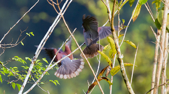 Pale-vented Pigeon (Patagioenas cayennensis)