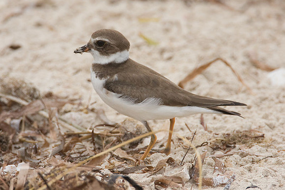 Semipalmated Plover (Charadrius semipalmatus)